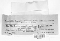 Toninia coeruleonigricans image